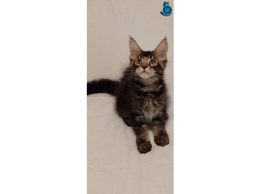 Sampiyon kedi Han'in torunları yeni yuvalarini ariyor.