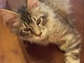 Şampiyon Han’ın Torunu Safkan Maine Coon Karakter Abidesi