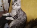Şampiyon Han’ın Torunu Safkan Maine Coon Karakter Abidesi