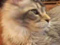 Şampiyon Han’ın Torunu Safkan Maine Coon Karakter Abidesi