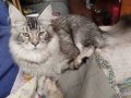 Şampiyon Han’ın Torunu Safkan Maine Coon Karakter Abidesi