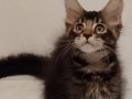 Sampiyon kedi Han`in torunları yeni yuvalarini ariyor.