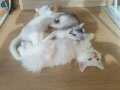 British shorthair ve British Longhair yavrularımız 