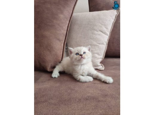 Masmavi gözlü british shorthair yavrular