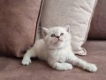 Masmavi gözlü british shorthair yavrular