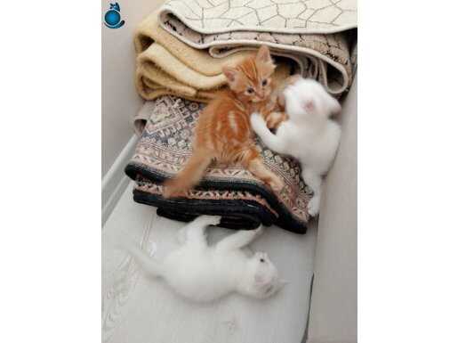 5 tane acil kedi 1 tanne anne dişi 