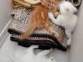 5 tane acil kedi 1 tanne anne dişi 
