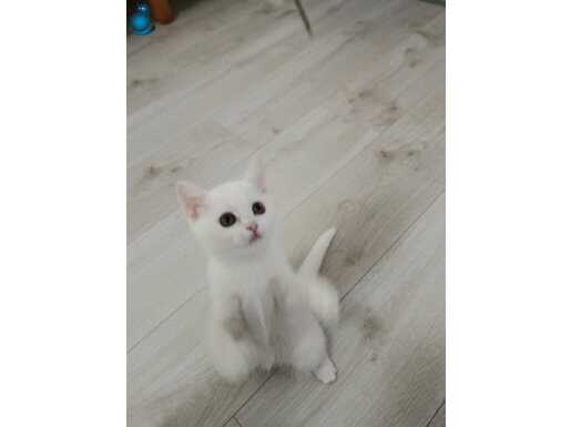 Eti Karam ve Sütlaç