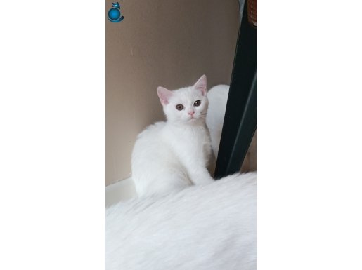 British Irkı 5 Aylık | Ücretsiz Sahiplendirme İlanıdır