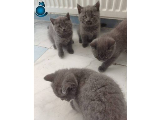 British shorthair kedilerimiz var 2 aylık saglıklı 