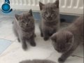 British shorthair kedilerimiz var 2 aylık saglıklı 