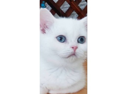 Kar beyaz