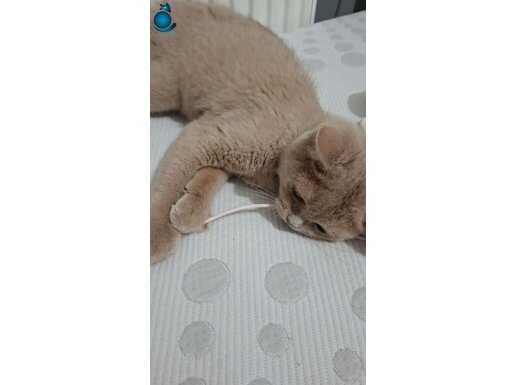 ÇOK TATLI BRİTİSH ACİL YUVA ARIYOR LÜTFEN YARDIM KEDİMİZE