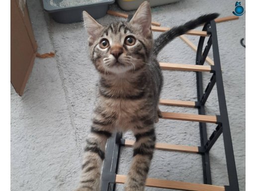 Tekir Kedi