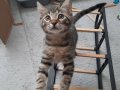 Tekir Kedi