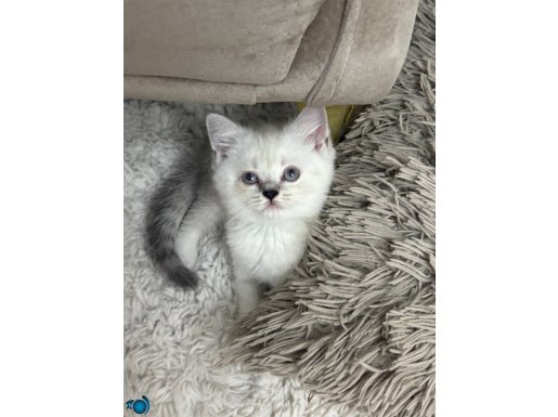 Yeni yuva