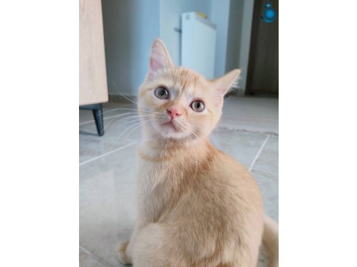 Golden british shorthair 