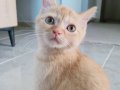 Golden british shorthair 