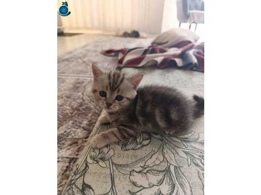Bütün egitmleri tamamdir