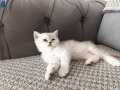 Kedi