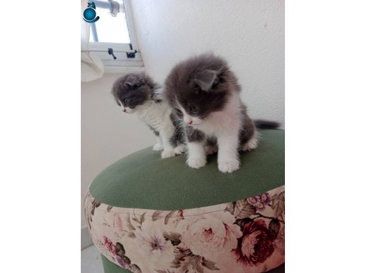 Scottish fold