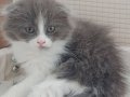 Scottish fold 1 aylık 
