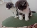 Scottish fold