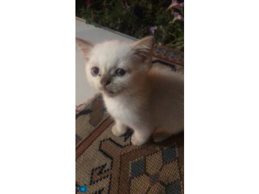 Karbeyaz mavi gözlü masum bir kedi