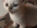 Karbeyaz mavi gözlü masum bir kedi