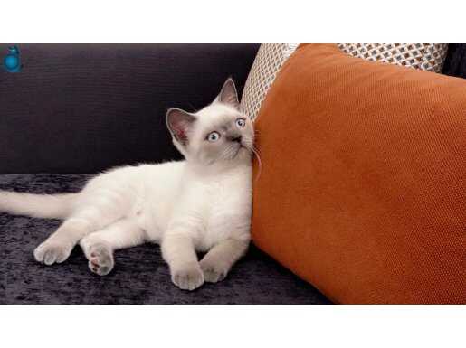 4 aylık british blue point