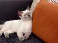 4 aylık british blue point