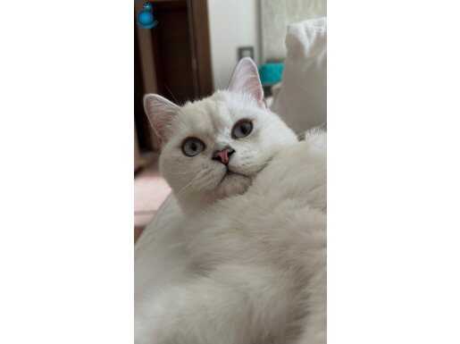 ERKEK,DİŞİ SHORTHAIR VE LONGHAIR KEDİLERİM YUVALARINI ARIYOR
