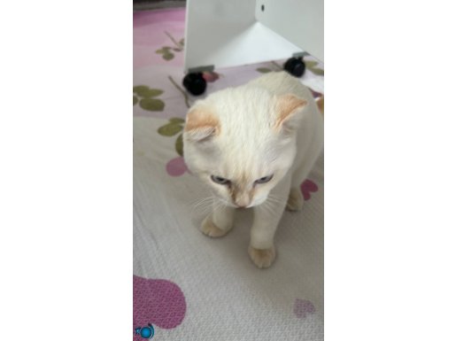 Scottısh fold erkek uysal kedi