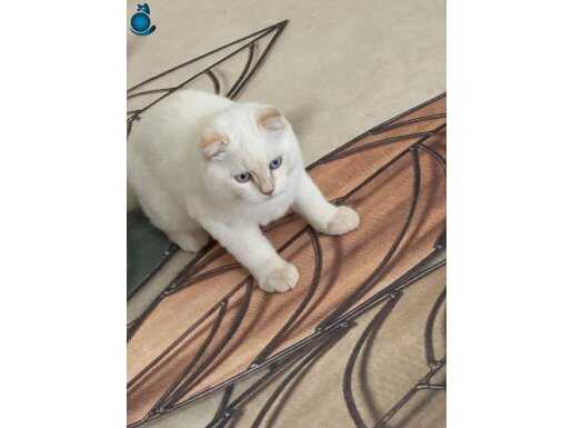ERKEK SCOTİSH FOLD 
