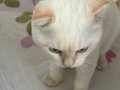 Scottısh fold erkek uysal kedi