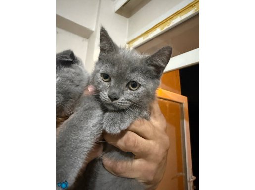 Scottish fold