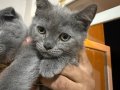 Scottish fold