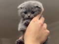 British Longhair 2 aylık Pofuduk Kedimiz
