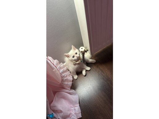 2.5 aylık british shorthair