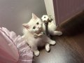 2.5 aylık british shorthair