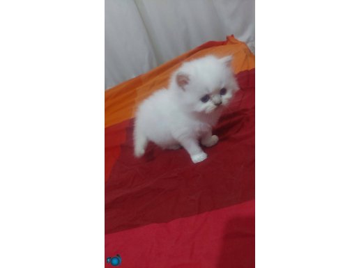 Mamam karşılığı 