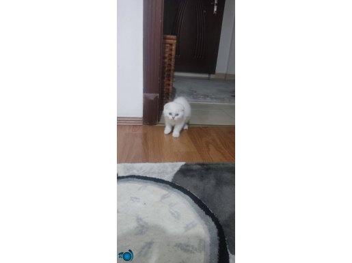 Mama karşılığı verirlir