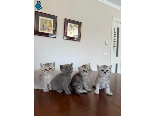 Minik British Shorthair Ailesi - Sağlıklı ve Oyuncu
