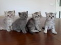 Minik British Shorthair Ailesi - Sağlıklı ve Oyuncu