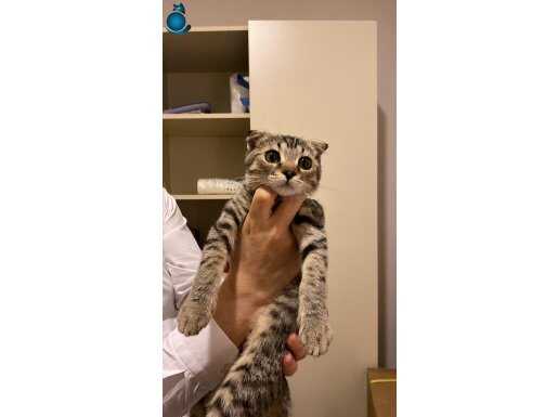 tabby cinsi erkek kedimize yuva arıyoruz çok sakin sırnaşık