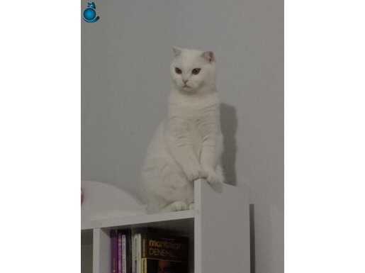 Scottish Fold 