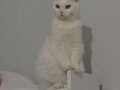 Scottish Fold 