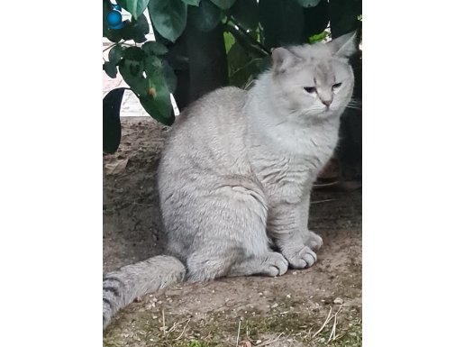 Sevecen, uysal yetişkin kedi