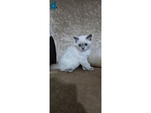 British Blue Point