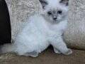 British Blue Point